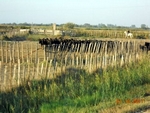 Camargue