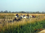 Camargue